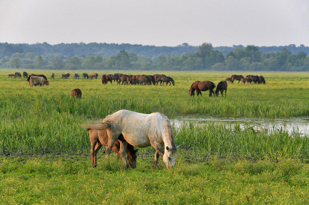 Naturpark Lonjsko Polje - 3