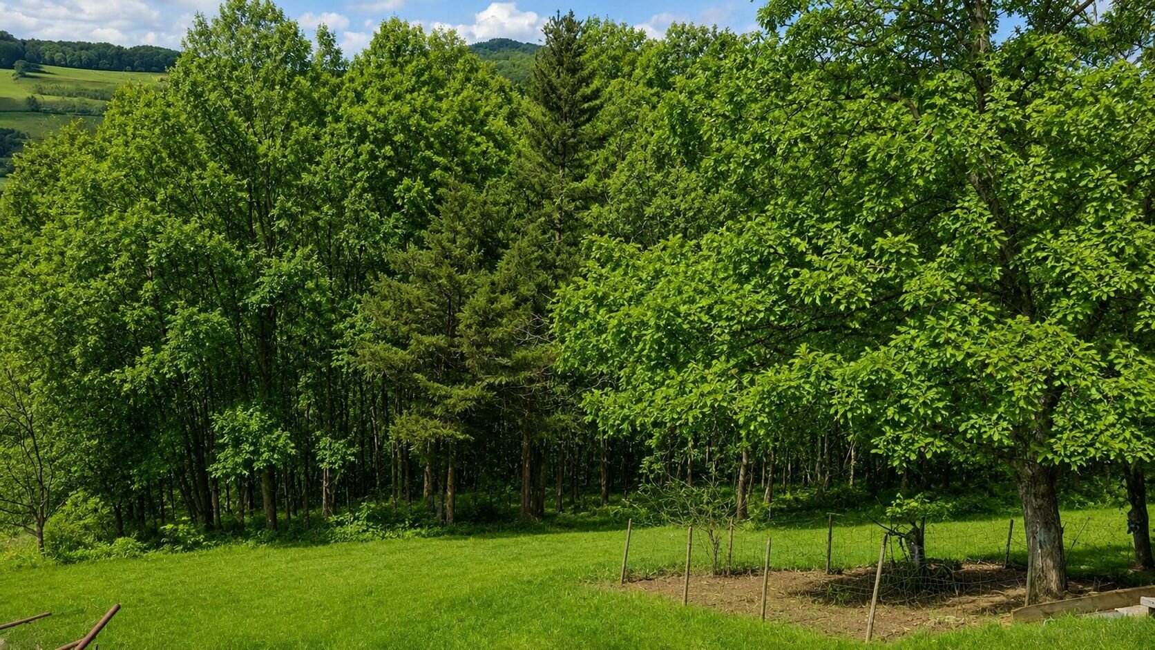 Blick zum eigenen Wald
